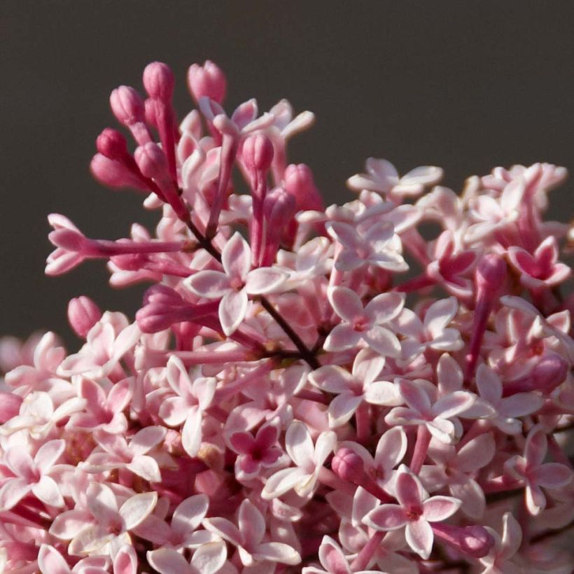 Syringa microphylla Superba - Lillà (Fioritura)