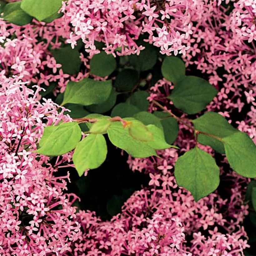 Syringa microphylla Red Pixie - Lillà (Fogliame)
