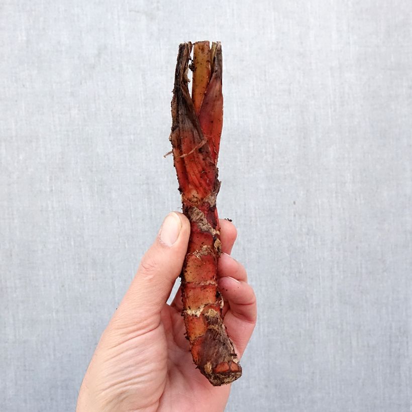 Tacca chantrieri - Fiore Pipistrello Bulbo taglia I esemplare consegnato in primavera