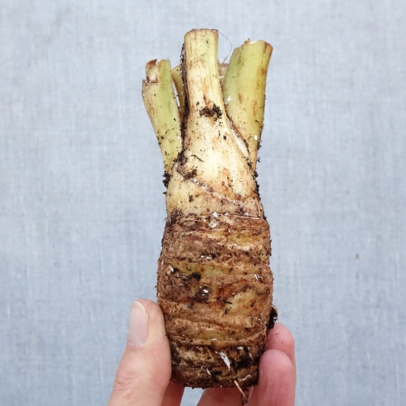 Tacca integrifolia Nivea - Fiore Pipistrello Bulbo taglia I esemplare consegnato in primavera