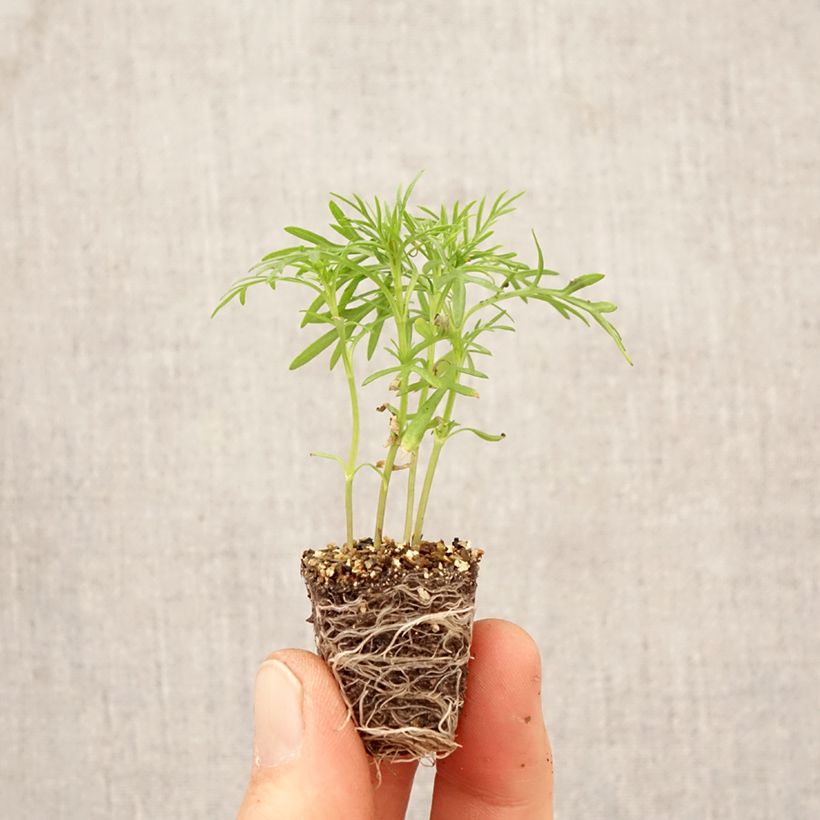 Tagetes filifolia (piantine) - Tagete mini zolla... esemplare consegnato in primavera
