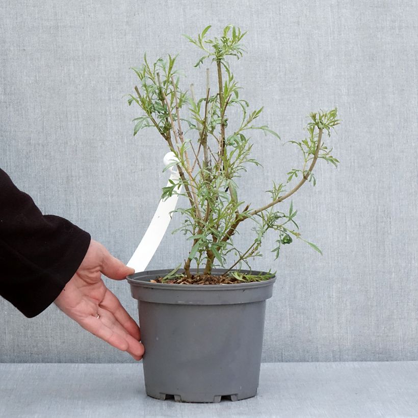 Tagetes lemmonii - Tagete arbustiva Vaso da 3L/4L esemplare consegnato in primavera