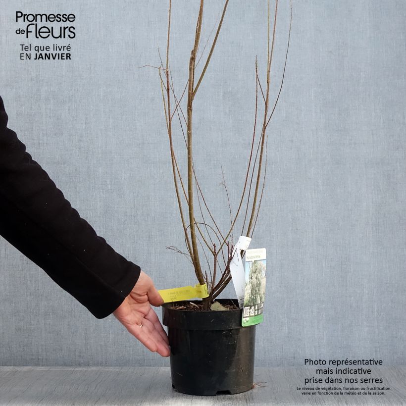 Tamarix ramosissima Hulsdonk White - Tamerice Vaso da 3L/4L esemplare consegnato in inverno