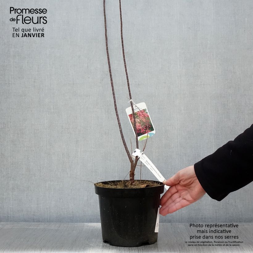 Tamarix ramosissima Rubra - Tamerice Vaso da 3L/4L esemplare consegnato in inverno