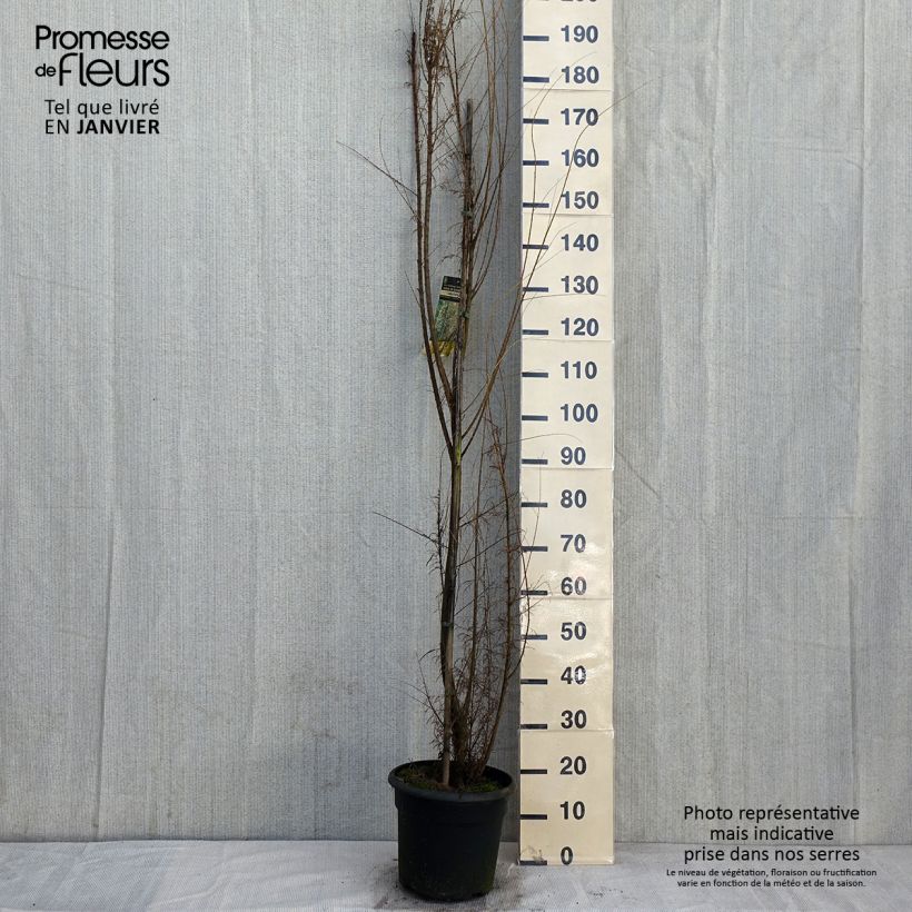 Tamarix gallica - Tamerice comune Vaso da 7,5L/10L esemplare consegnato in inverno