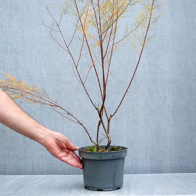 Esemplare di Tamarix ramosissima Pink Cascade - Tamerice Vaso da 2L/3L come consegnato in autunno