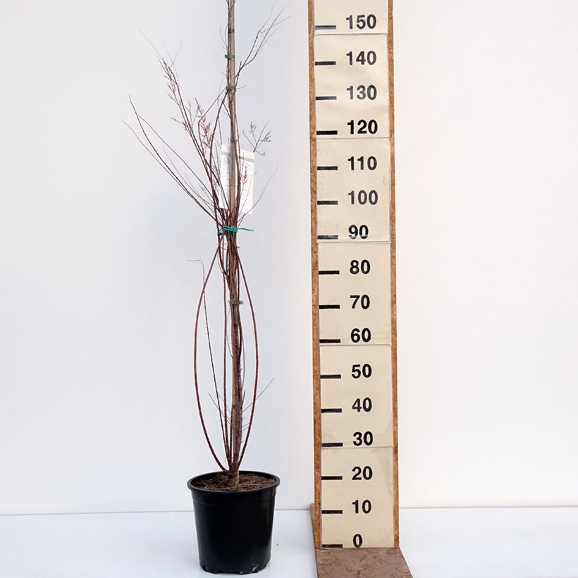 Tamarix ramosissima Pink Cascade - Tamerice Vaso da 7,5L/10L esemplare consegnato in inverno