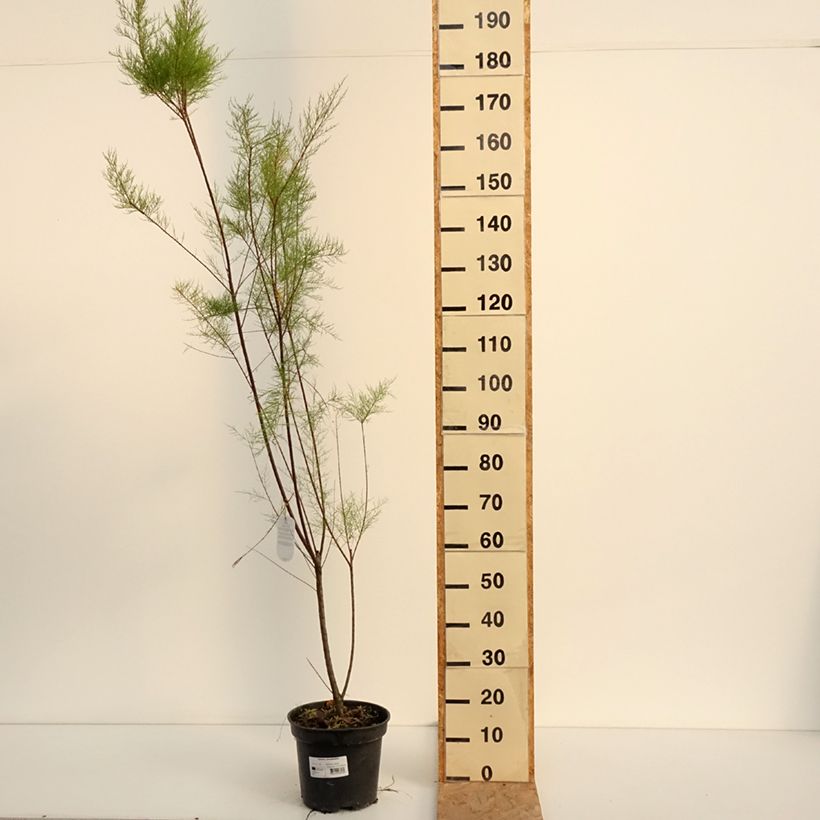 Esemplare di Tamarix ramosissima - Tamerice Vaso da 4L/5L consegnato in estate