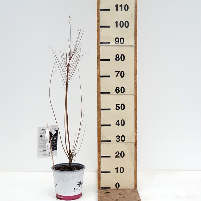 Tamarix ramosissima - Tamerice Vaso da 4L/5L esemplare consegnato in inverno