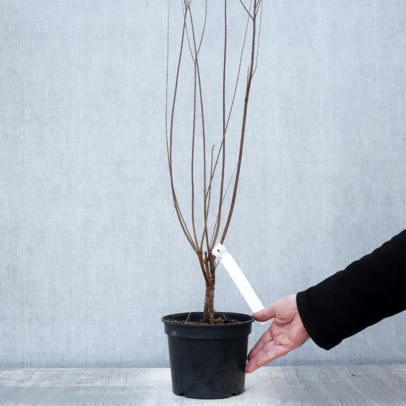 Esemplare di Tamarix tetrandra - Tamerice tetrandra Vaso da 3L/4L come consegnato in autunno