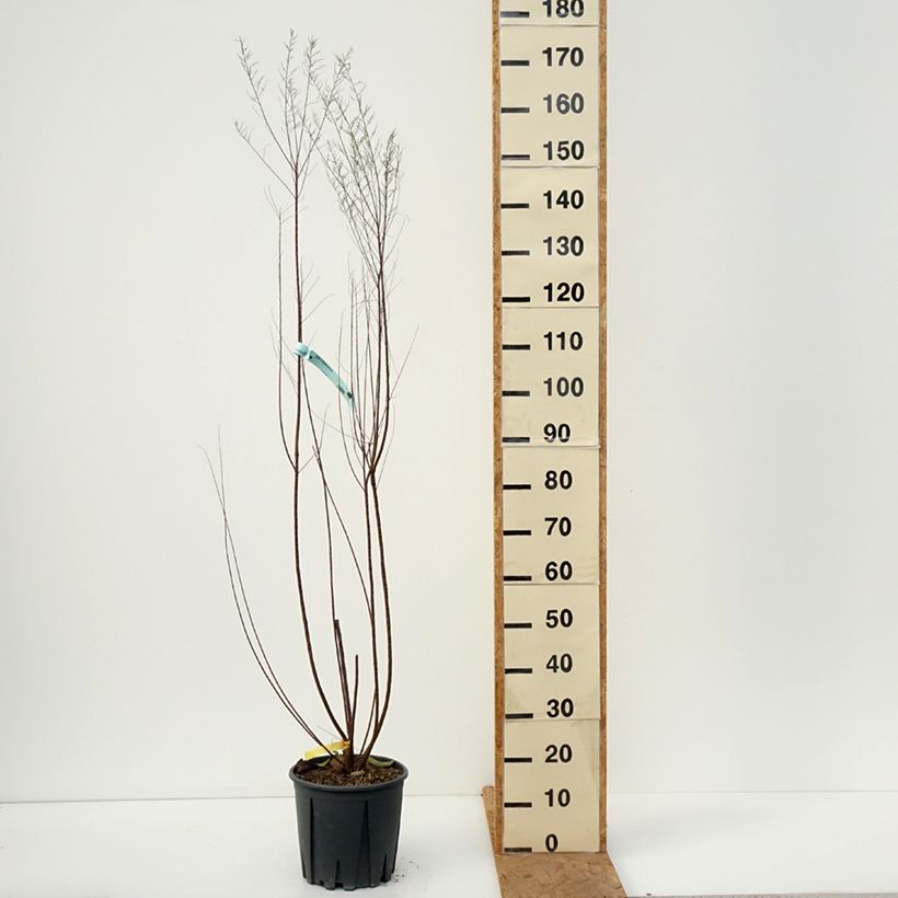 Esemplare di Tamarix tetrandra - Tamerice tetrandra Vaso da 4L/5L come consegnato in autunno