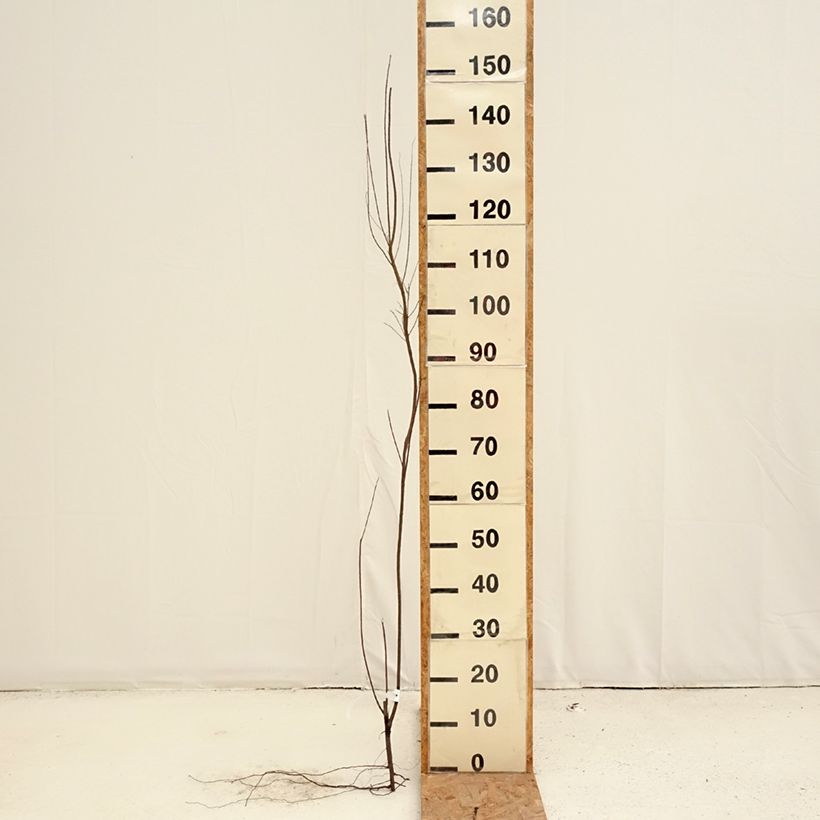 Tamarix tetrandra - Tamerice tetrandra Piante piccole a radice nuda esemplare consegnato in inverno