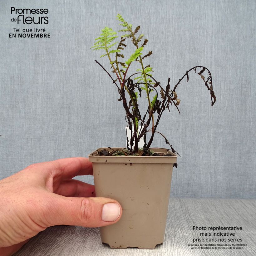 Esemplare di Tanacetum vulgare Isla Gold - Erba-amara selvatica Vasetto da 8/9 cm come consegnato in autunno