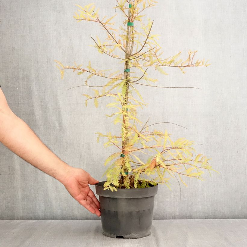 Esemplare di Taxodium distichum - Cipresso delle paludi Vaso da 3L/4L come consegnato in autunno