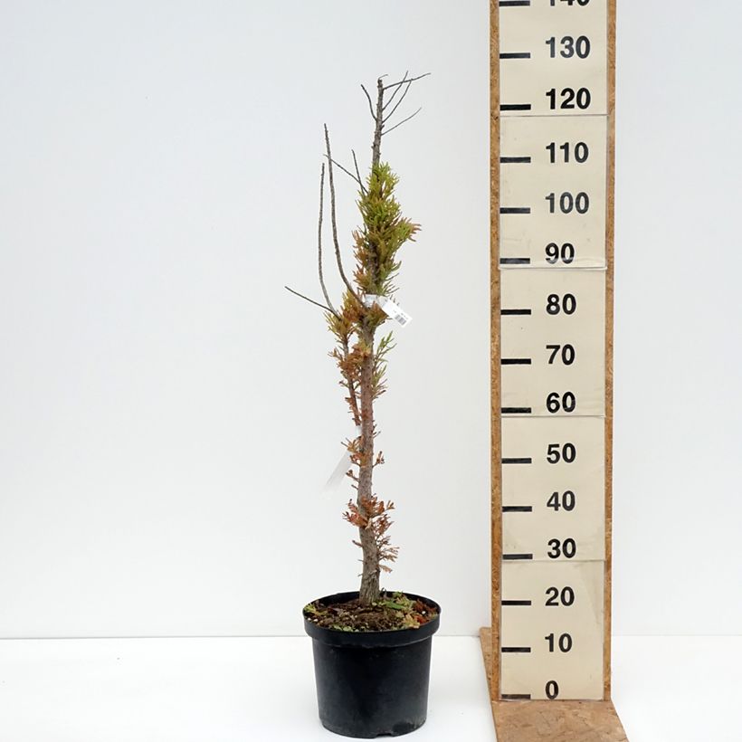 Esemplare di Taxodium distichum Pevé Minaret - Cipresso delle paludi Vaso da 6L/7L come consegnato in autunno
