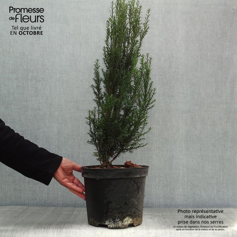 Esemplare di Taxus baccata - Tasso comune Vaso da 4L/5L come consegnato in autunno