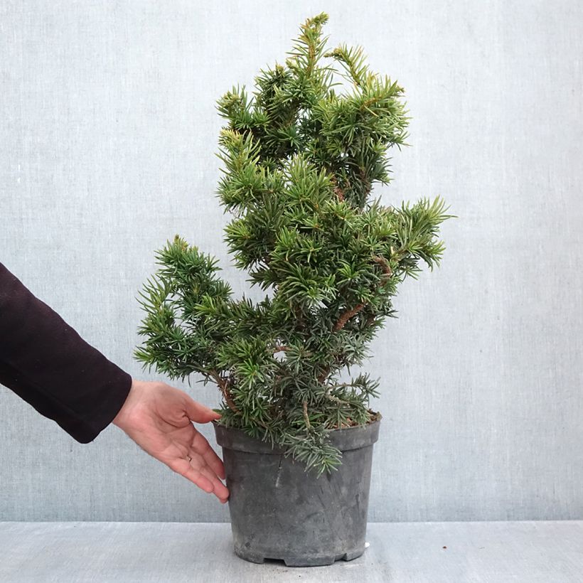 Esemplare di Taxus baccata Cristata - Tasso comune Vaso da 4L/5L come consegnato in autunno