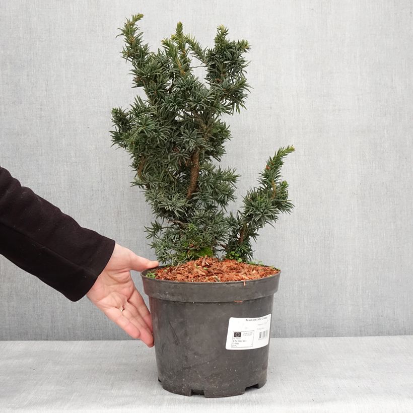 Taxus baccata Cristata - Tasso comune Vaso da 4L/5L esemplare consegnato in inverno