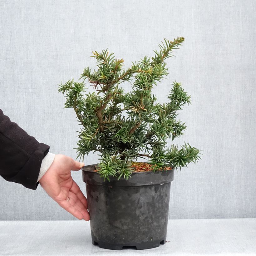 Taxus baccata Cristata - Tasso comune Vaso da 4L/5L esemplare consegnato in primavera