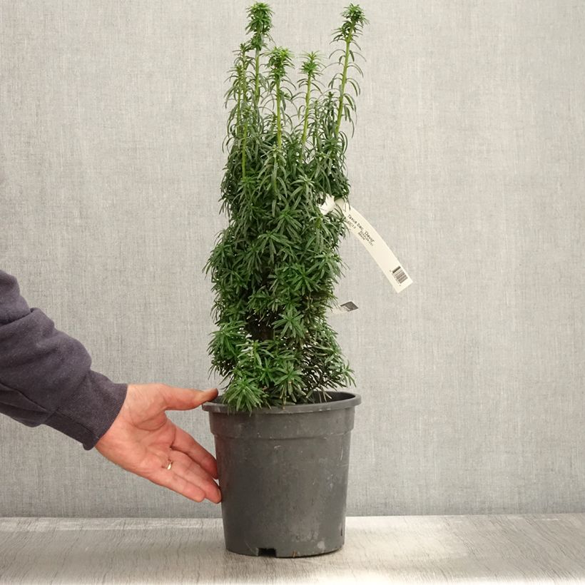 Esemplare di Taxus baccata David - Tasso comune Vaso da 2L/3L come consegnato in autunno