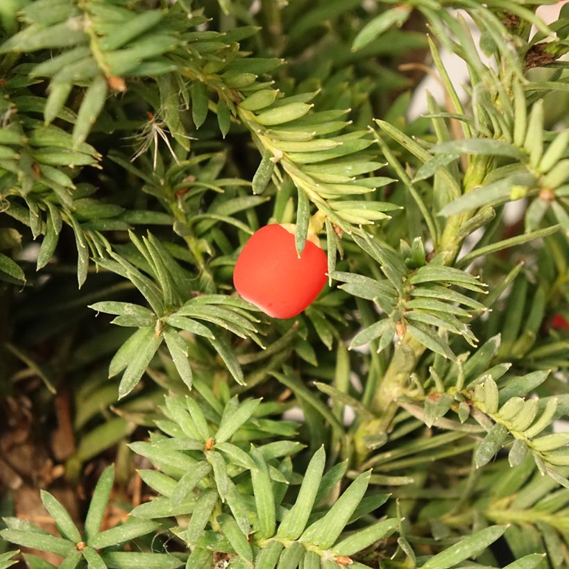 Taxus baccata Elegantissima - Tasso comune (Raccolta)