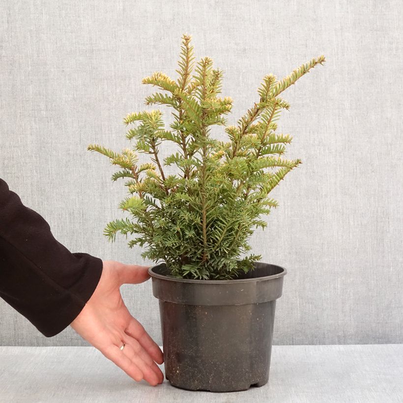 Taxus baccata Elegantissima - Tasso comune Vaso da 3L/4L esemplare consegnato in inverno