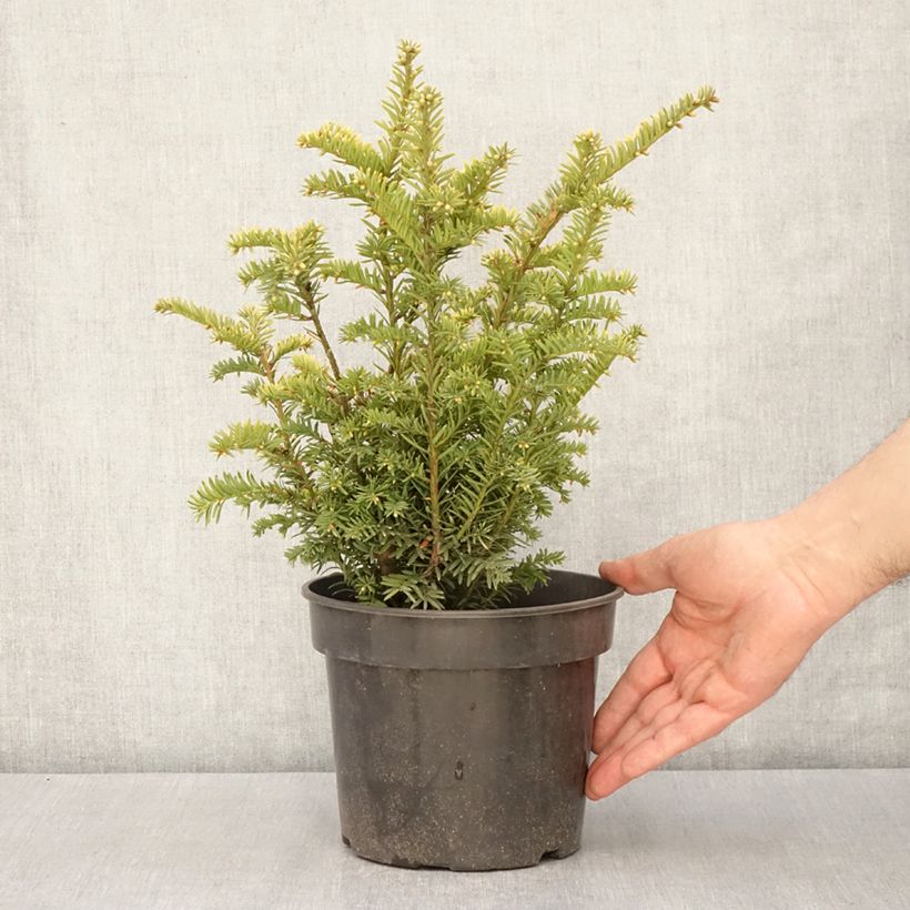 Taxus baccata Elegantissima - Tasso comune Vaso da 3L/4L esemplare consegnato in primavera