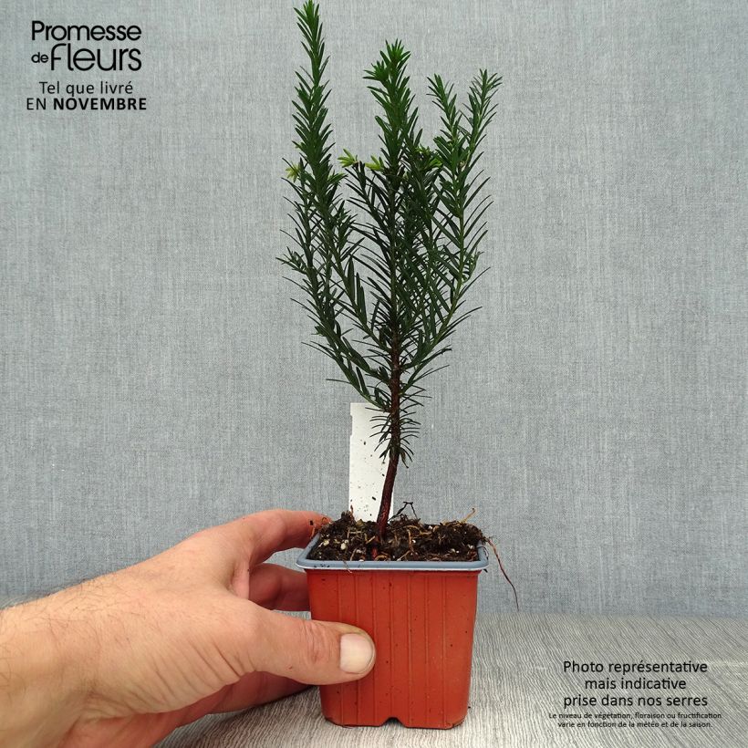 Esemplare di Taxus baccata - Tasso comune Vasetto da 8/9 cm come consegnato in autunno