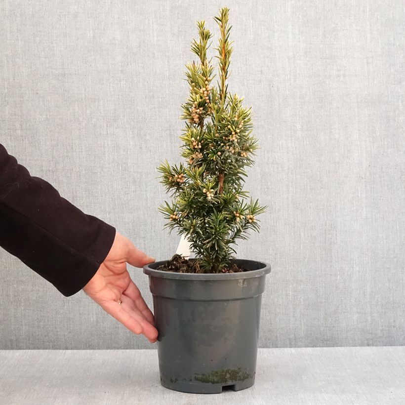 Taxus baccata Fastigiata Aurea - Tasso comune Vaso da 2L/3L esemplare consegnato in inverno