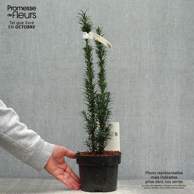 Esemplare di Taxus baccata Fastigiata Robusta - Tasso comune Vaso da 2L/3L come consegnato in autunno