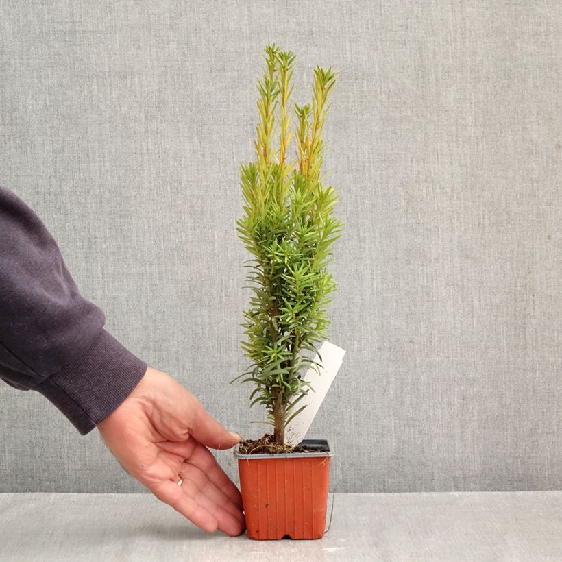 Esemplare di Taxus baccata Fastigiata Robusta - Tasso comune Vasetto da 8/9 cm come consegnato in autunno