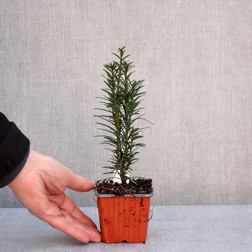 Taxus baccata Fastigiata Robusta - Tasso comune Vasetto da 8/9 cm esemplare consegnato in inverno