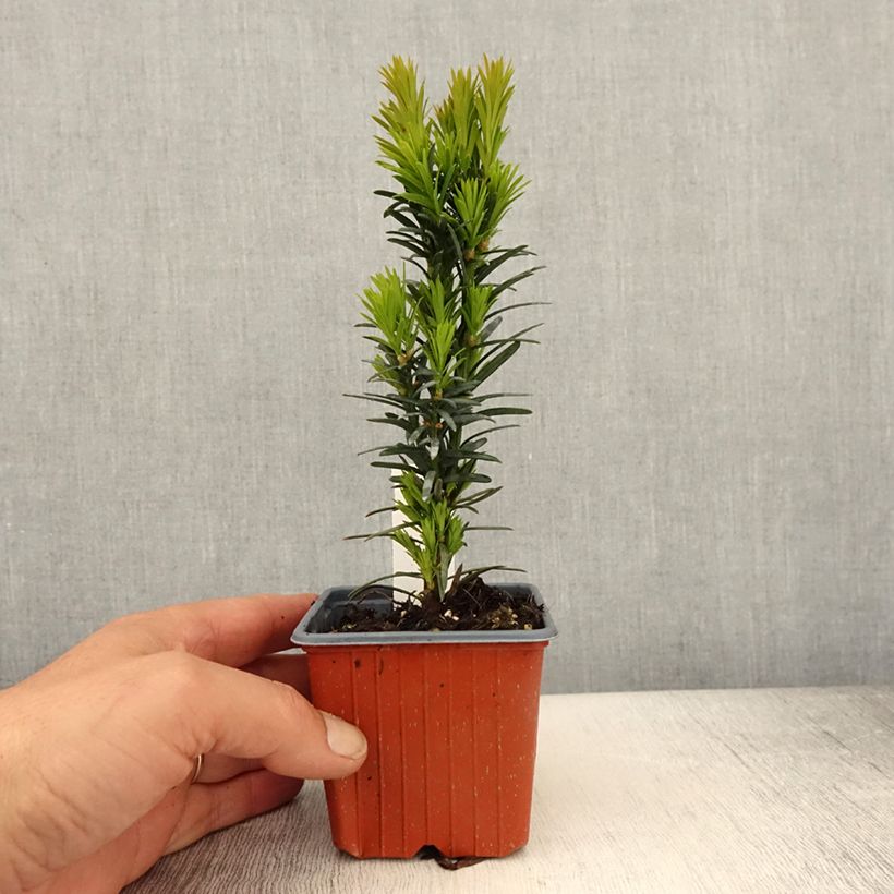 Taxus baccata Fastigiata Robusta - Tasso comune Vasetto da 8/9 cm esemplare consegnato in primavera