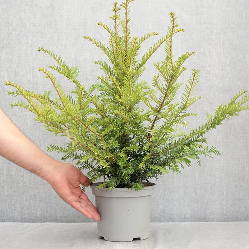 Esemplare di Taxus baccata - Tasso comune Vaso da 2L/3L consegnato in estate