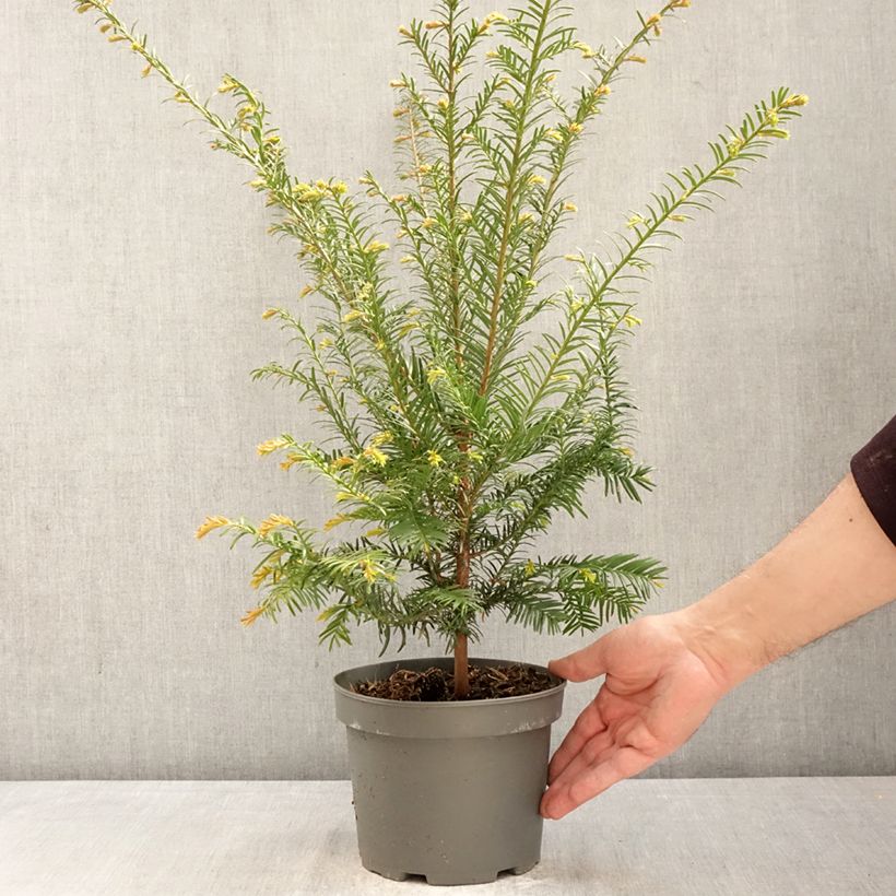 Taxus baccata - Tasso comune Vaso da 2L/3L esemplare consegnato in primavera