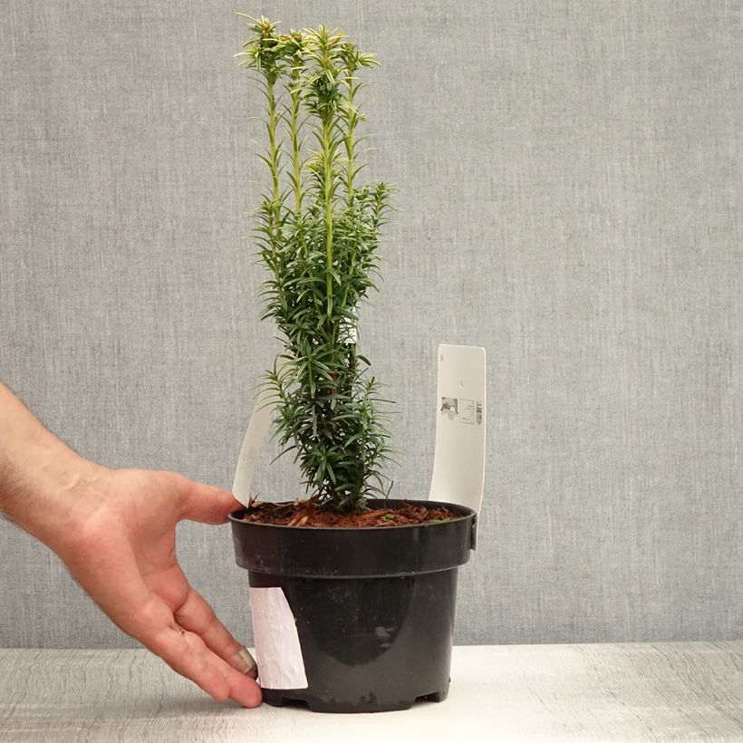 Esemplare di Taxus baccata Ivory Tower - Tasso comune Vaso da 2L/3L consegnato in estate