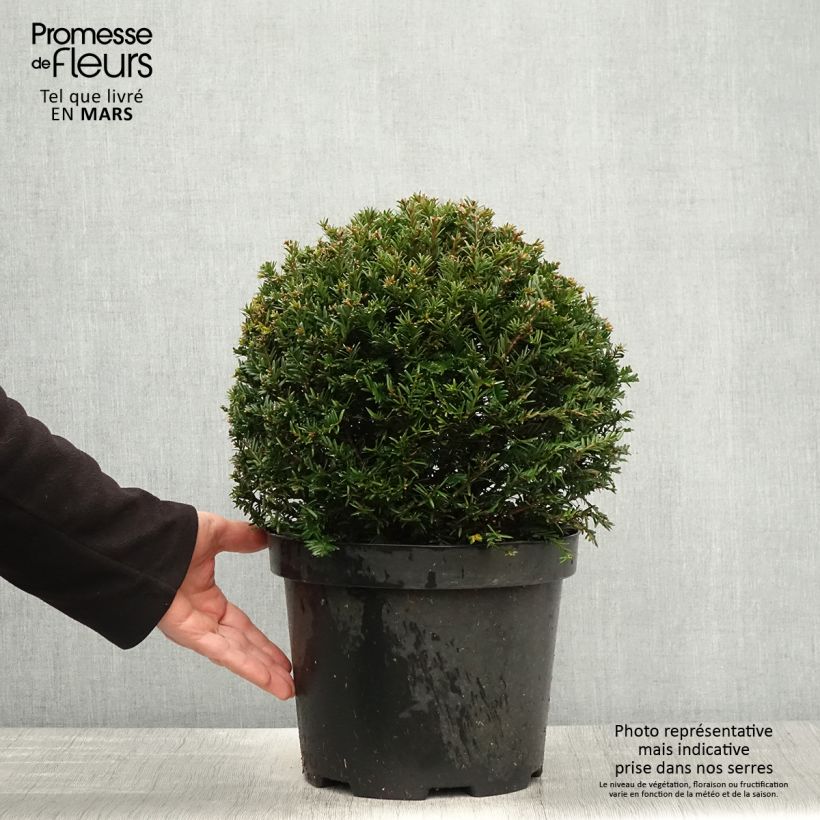 Taxus baccata - Tasso comune (palla) Vaso da 7,5L/10L, Palla esemplare consegnato in primavera