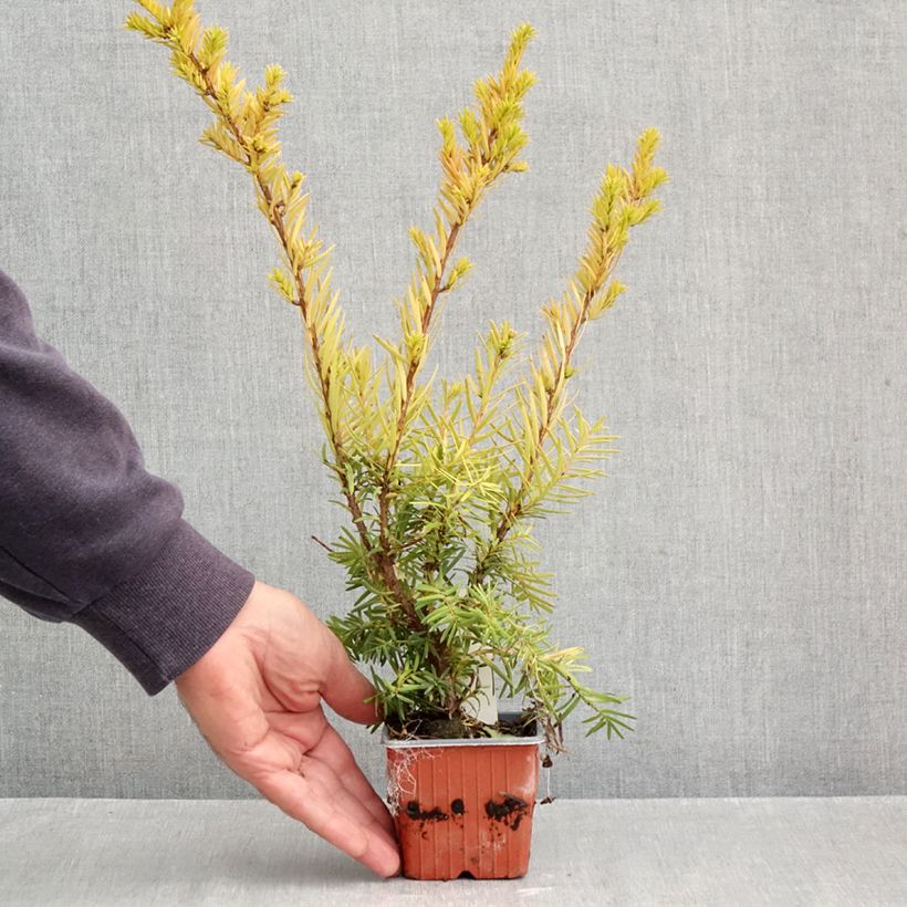 Esemplare di Taxus media Densiformis - Tasso Vasetto da 8/9 cm come consegnato in autunno