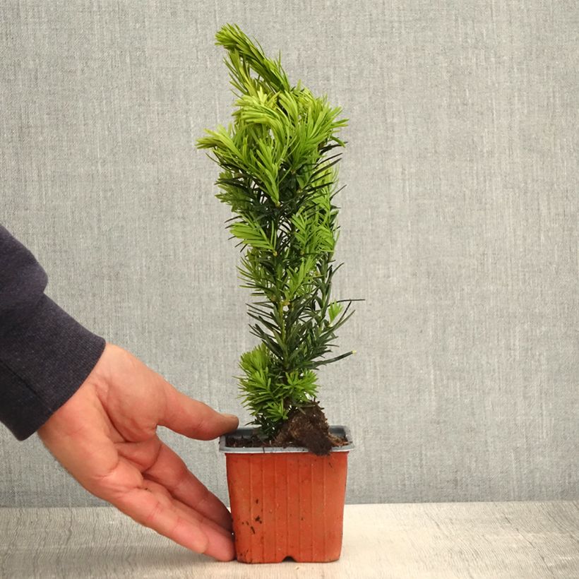 Taxus media Densiformis - Tasso Vasetto da 8/9 cm esemplare consegnato in primavera