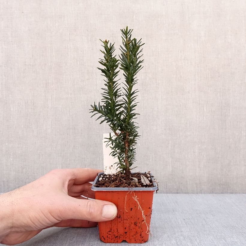 Taxus media Hillii - Tasso Vasetto da 8/9 cm esemplare consegnato in inverno