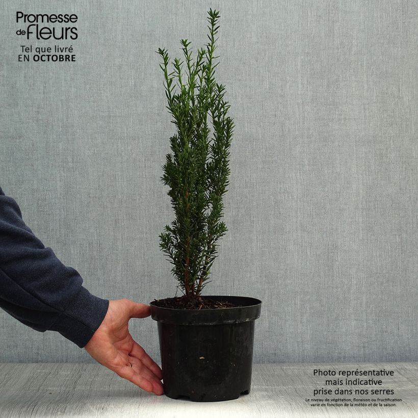 Esemplare di Taxus media Hillii - Tasso Vaso da 2L/3L come consegnato in autunno