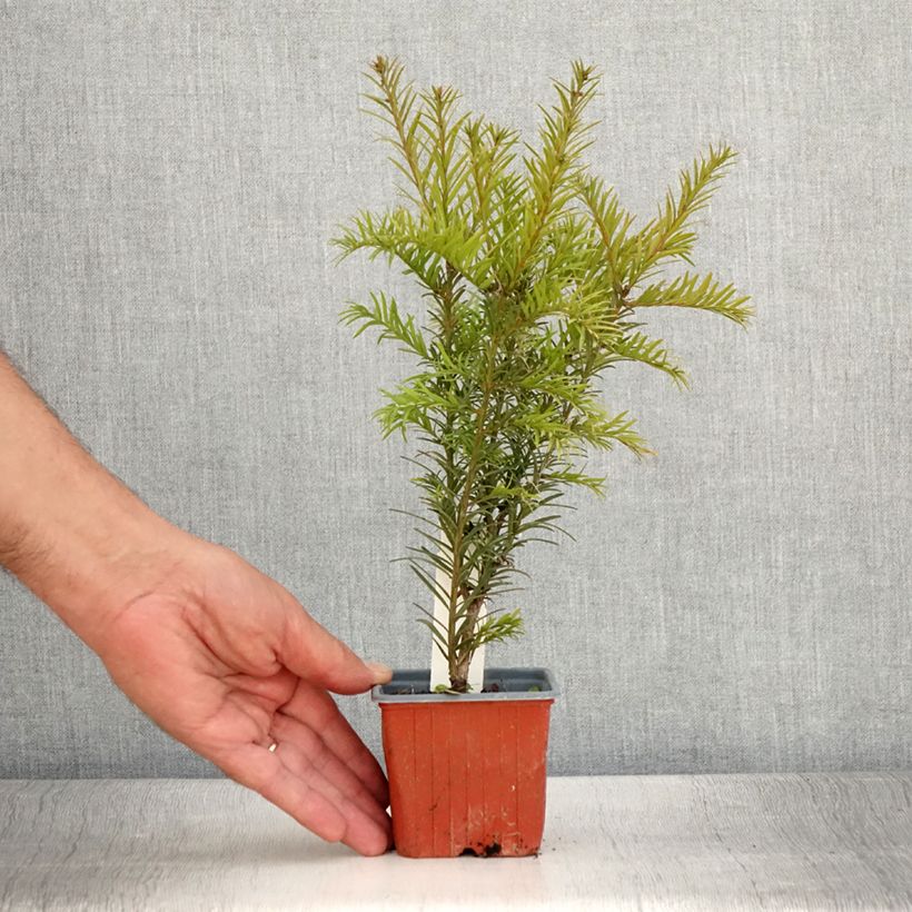 Esemplare di Taxus media Groenland - Tasso Vasetto da 8/9 cm consegnato in estate