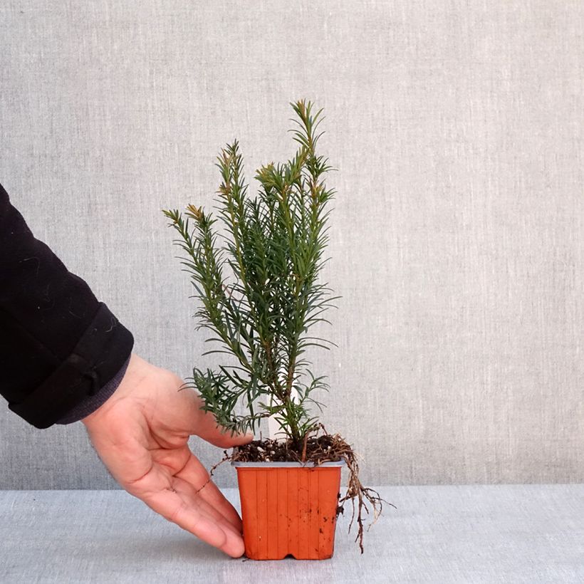 Taxus media Groenland - Tasso Vasetto da 8/9 cm esemplare consegnato in inverno