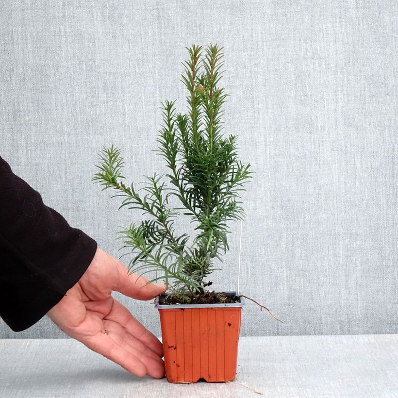 Taxus media Groenland - Tasso Vasetto da 8/9 cm esemplare consegnato in primavera