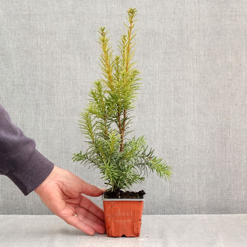 Esemplare di Taxus media Hicksii - Tasso Vasetto da 8/9 cm come consegnato in autunno