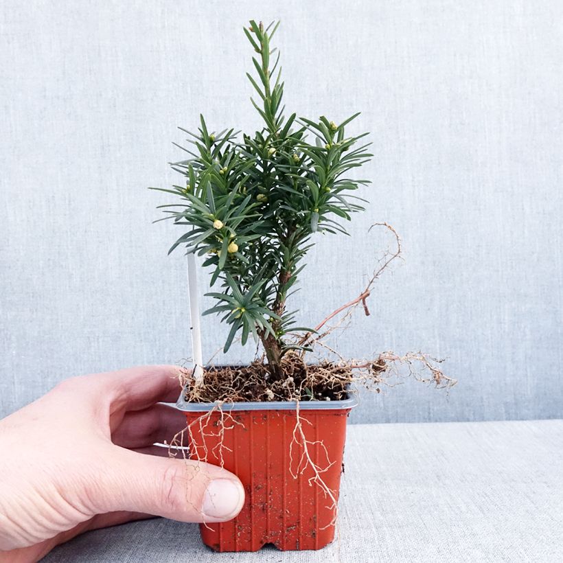 Taxus media Hicksii - Tasso Vasetto da 8/9 cm esemplare consegnato in inverno