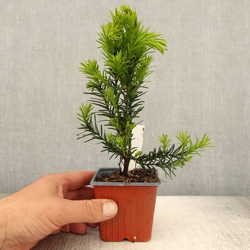 Taxus media Hicksii - Tasso Vasetto da 8/9 cm esemplare consegnato in primavera