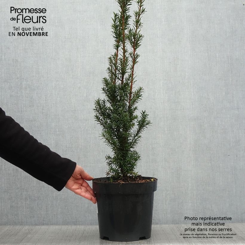 Esemplare di Taxus media Hicksii - Tasso Vaso da 7,5L/10L come consegnato in autunno