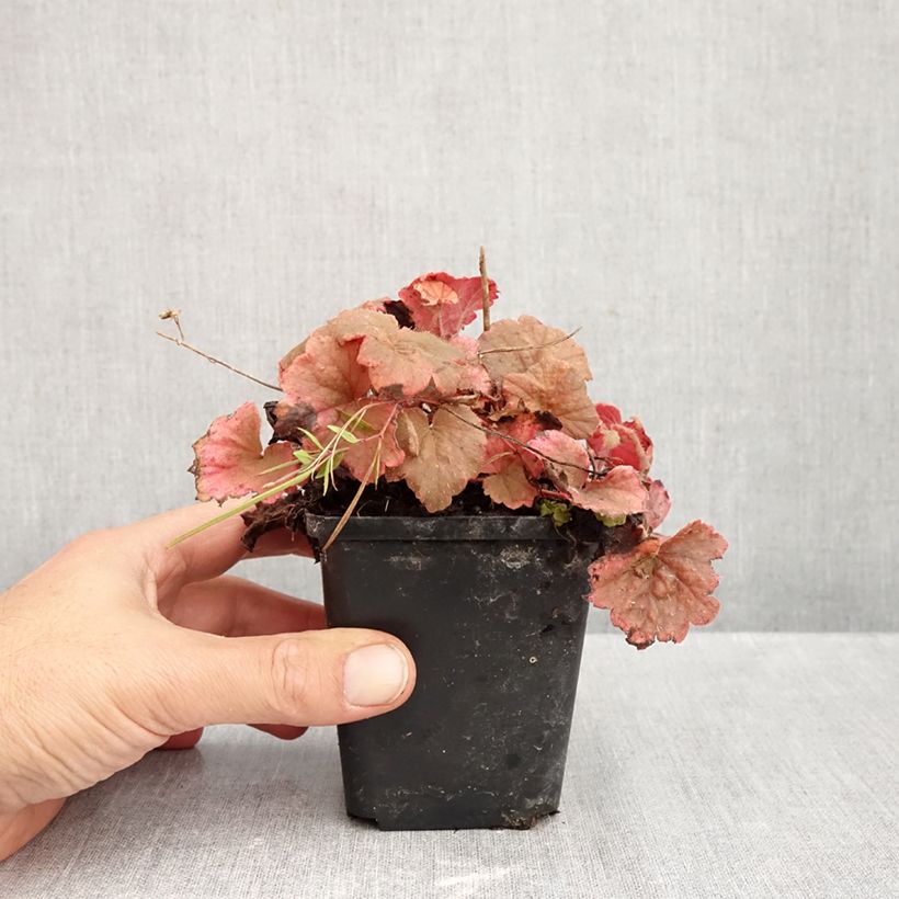 Esemplare di Tellima grandiflora Rubra Vasetto da 8/9 cm come consegnato in autunno