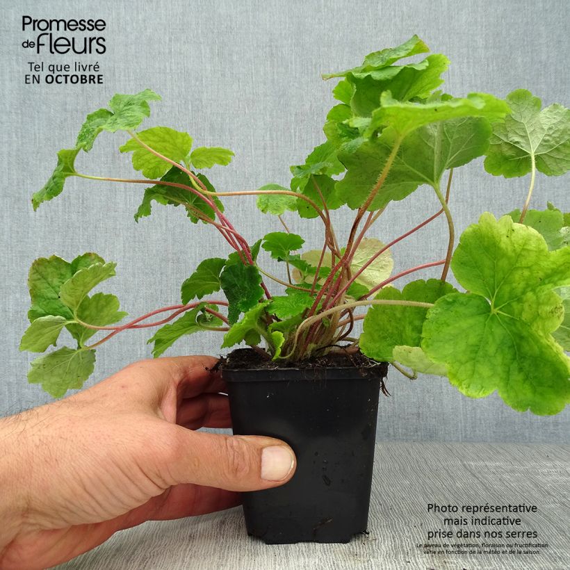 Esemplare di Tellima grandiflora Vasetto da 8/9 cm come consegnato in autunno